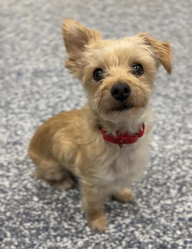 Marley, Adoptable, Senior Male Yorkshire Terrier & Maltese.
