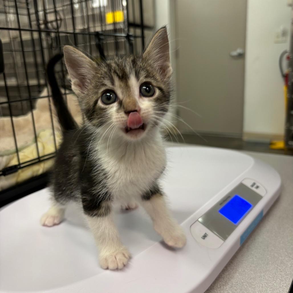 Rowdy, Adoptable, Kitten Male Domestic Short Hair.