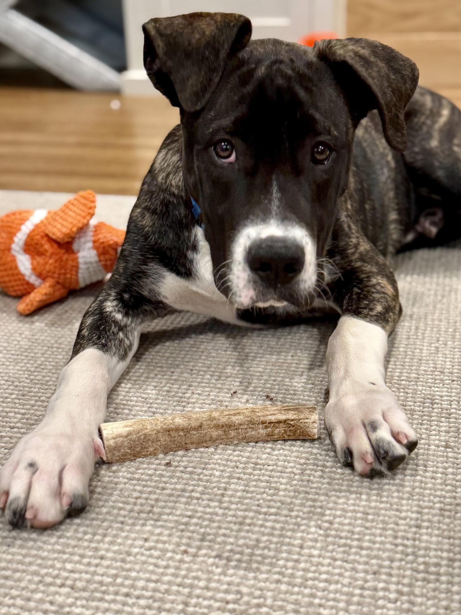 Enlarge Jesse, a Adoptable mixed breed in Sunnyvale, CA image 1/1