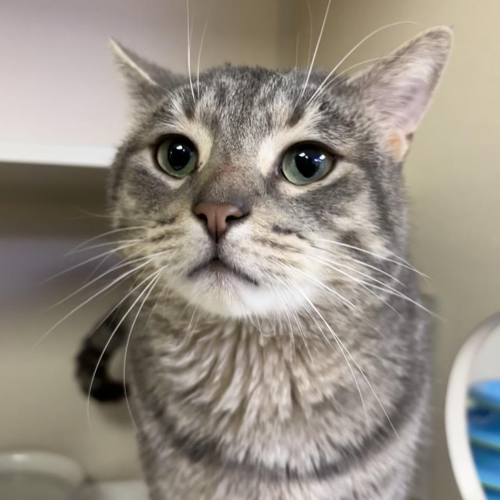 Milo, Adoptable, Adult Male Domestic Short Hair.