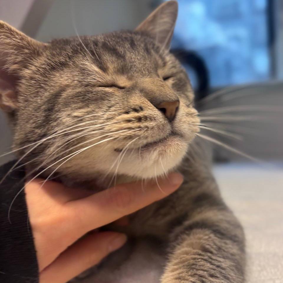 Enlarge Milo, a Adoptable Domestic Short Hair in New York, NY image 2/6