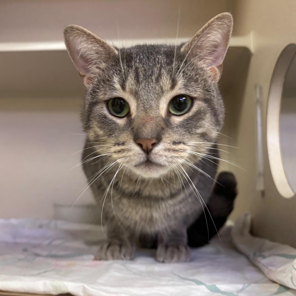 Enlarge Milo, a Adoptable Domestic Short Hair in New York, NY image 3/6