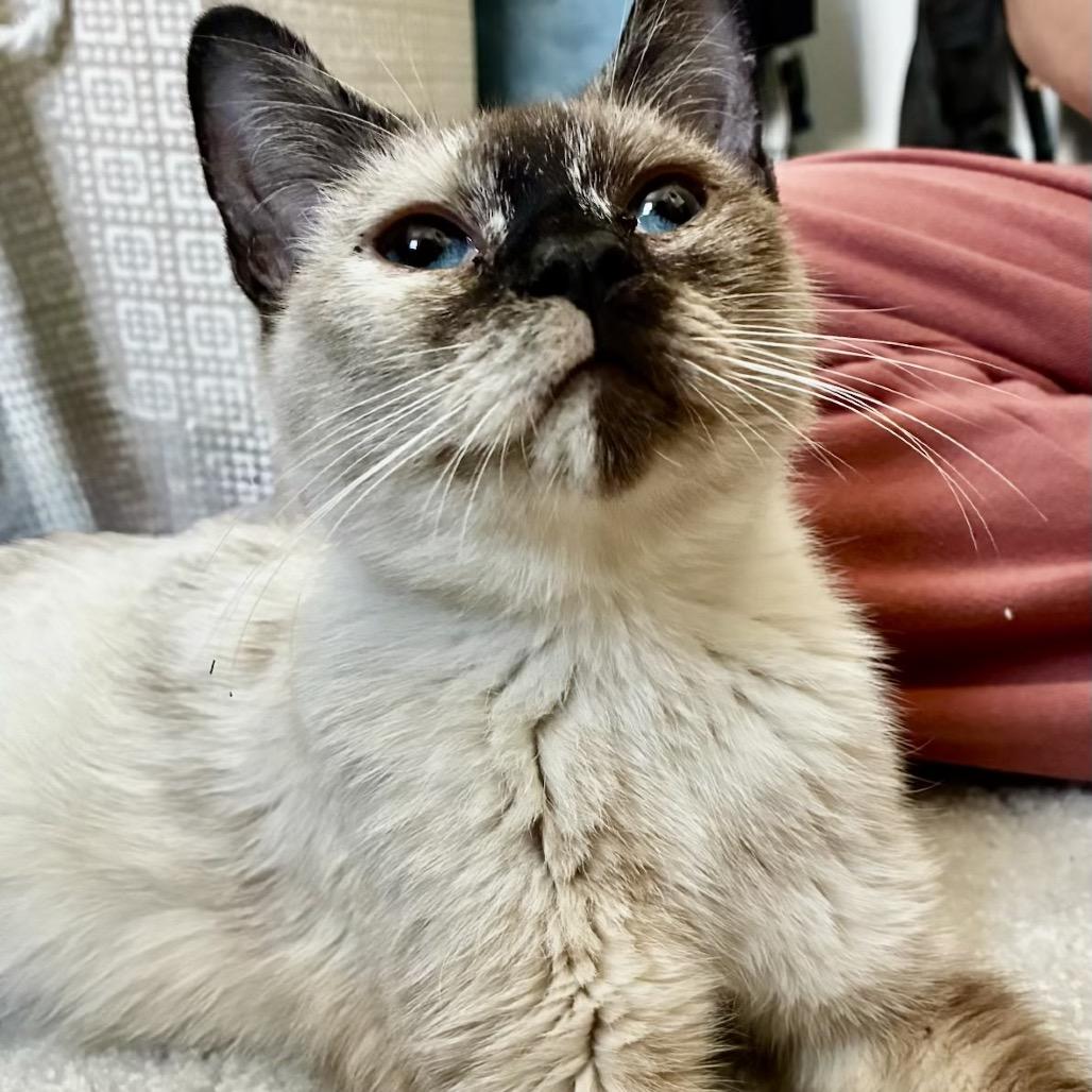 Marina, Adoptable, Young Female Siamese.