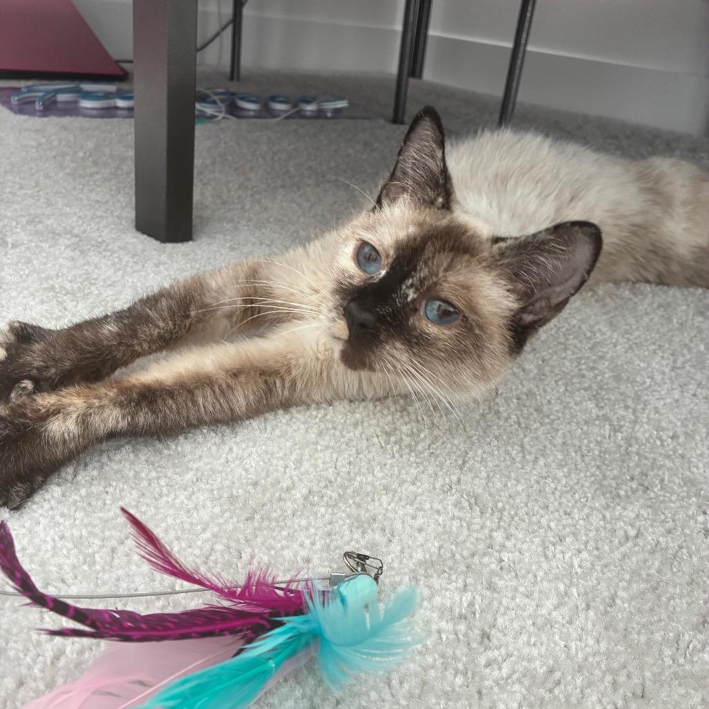 Enlarge Marina, a Adoptable Siamese in Agoura Hills, CA image 2/3