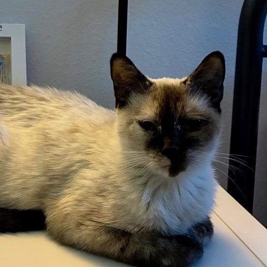 Enlarge Marina, a Adoptable Siamese in Agoura Hills, CA image 3/3