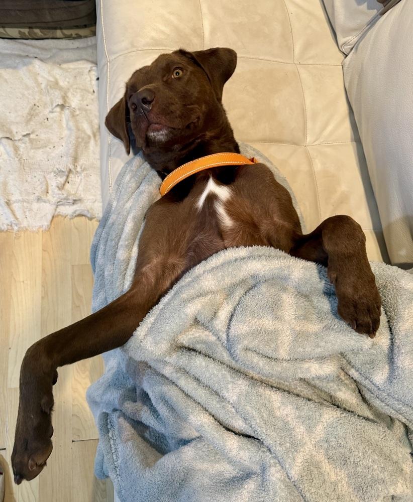 Rift, a Adoptable mixed breed in Washington, DC image 1/4