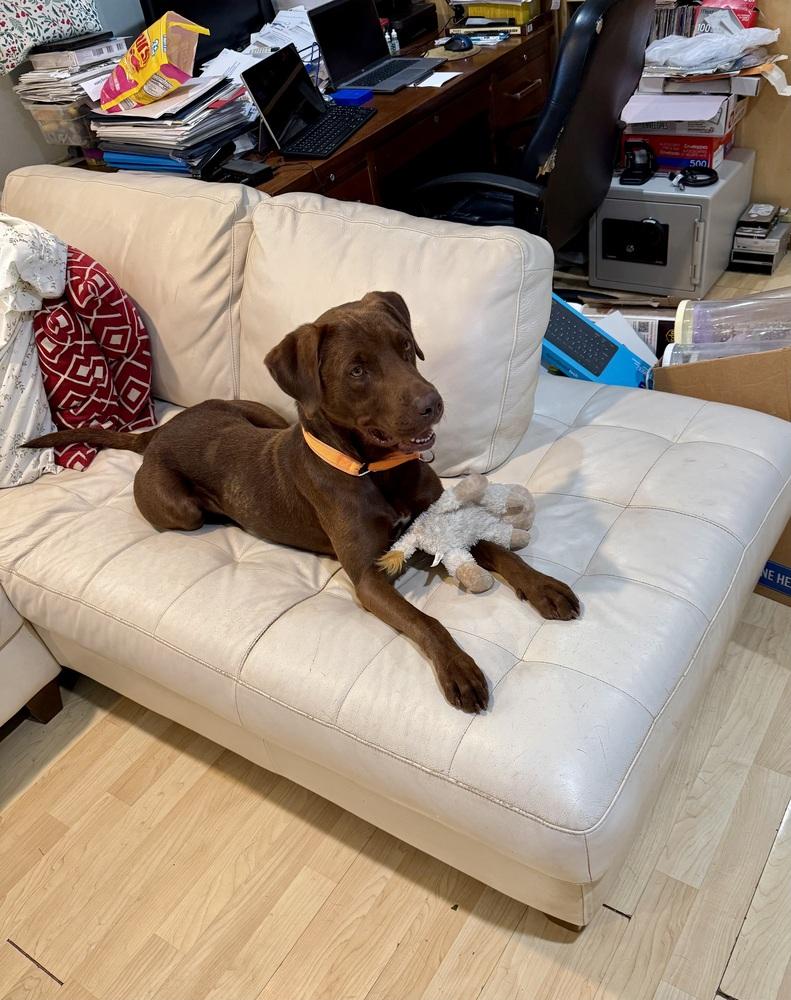 Rift, a Adoptable mixed breed in Washington, DC image 2/4