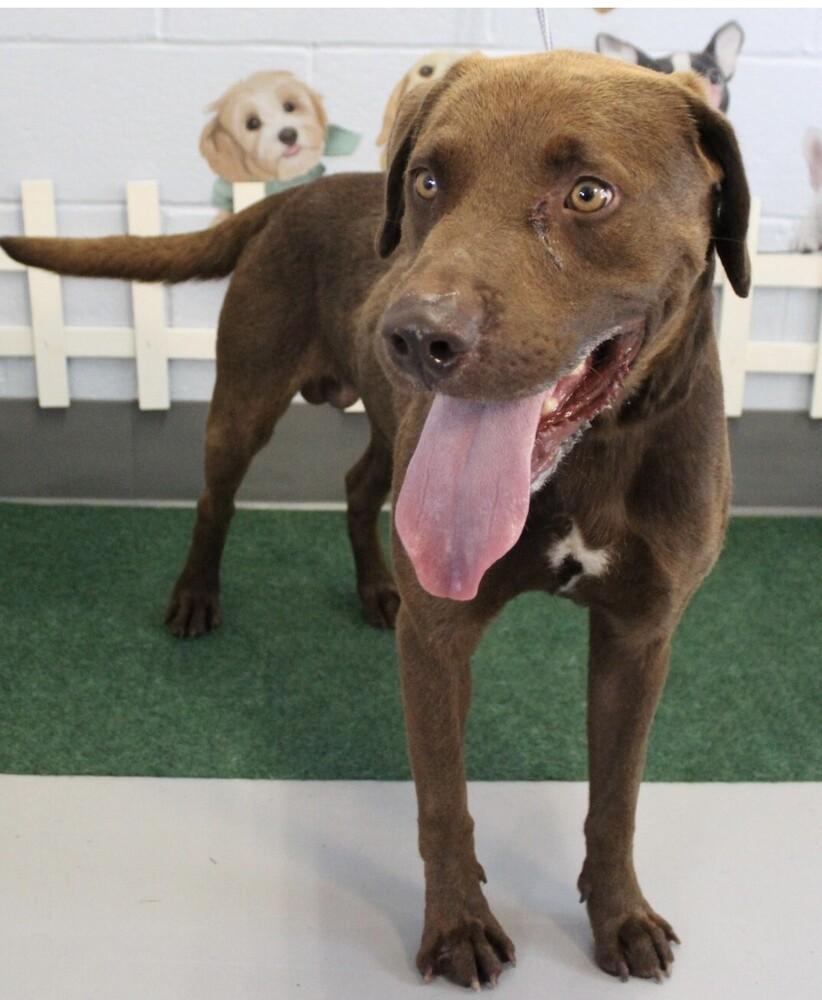 Rift, a Adoptable mixed breed in Washington, DC image 3/4