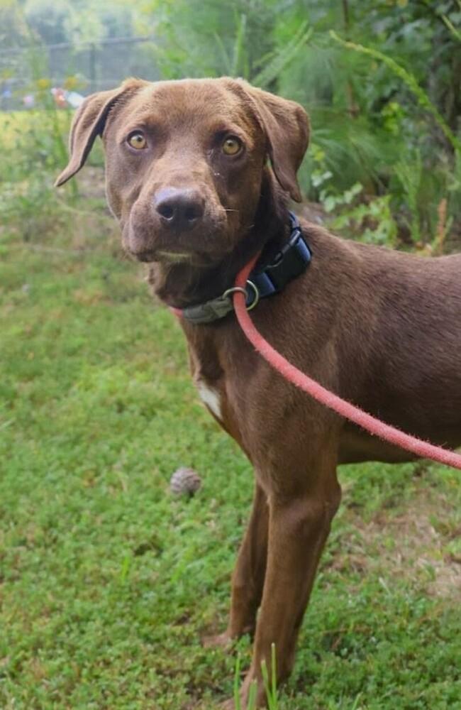 Rift, a Adoptable mixed breed in Washington, DC image 4/4