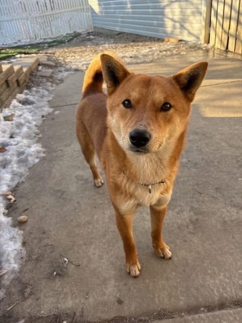 Tanner, adopted, Young Male Shiba Inu.