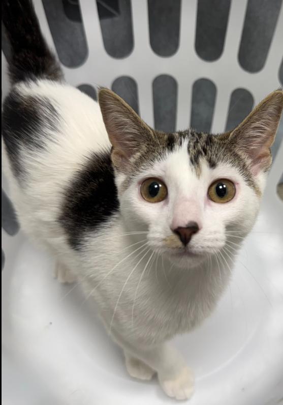 Chicago, Adoptable, Kitten Female Tiger.