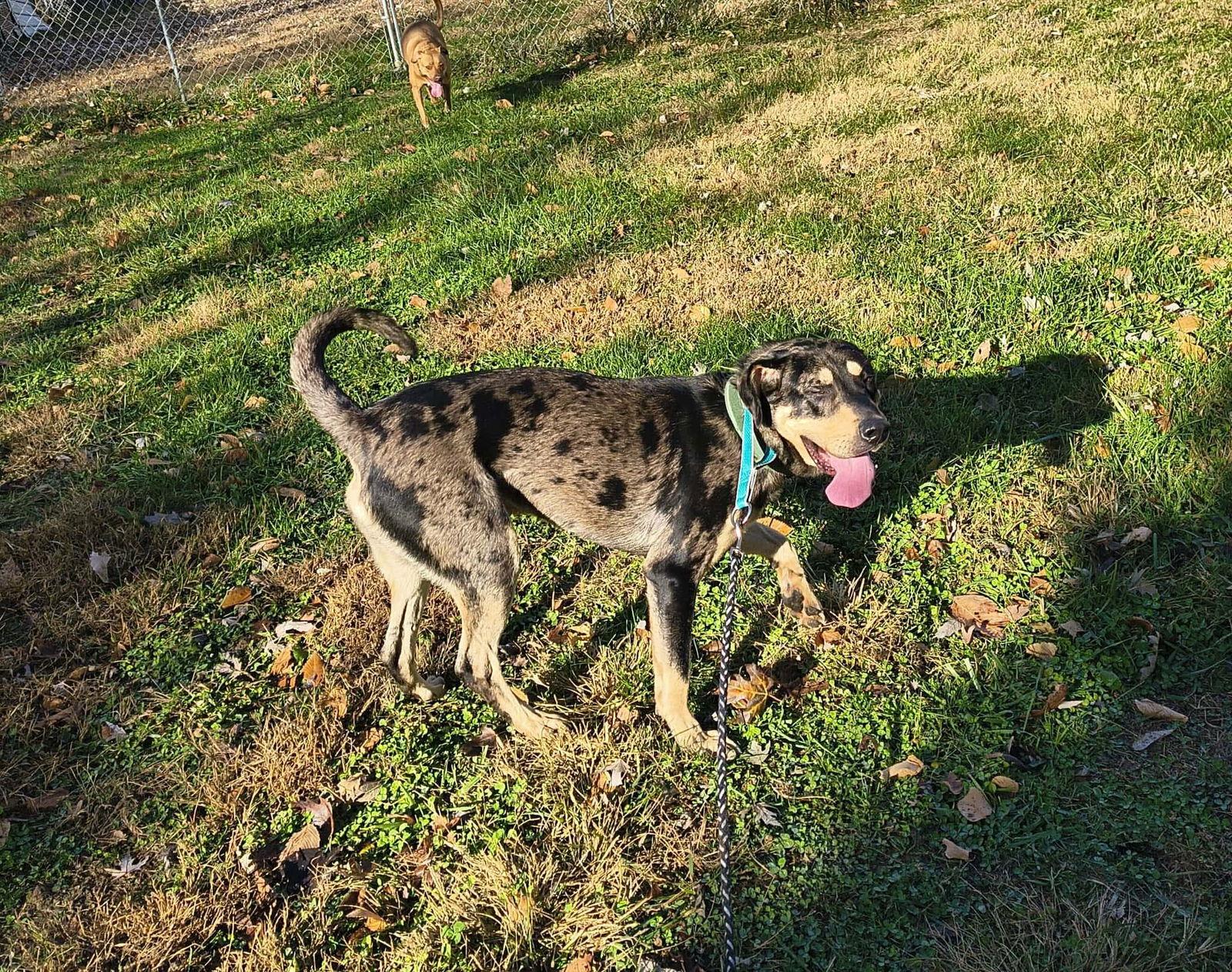 Enlarge Ranger, a Adopted Catahoula Leopard Dog in Stover, MO image 1/3