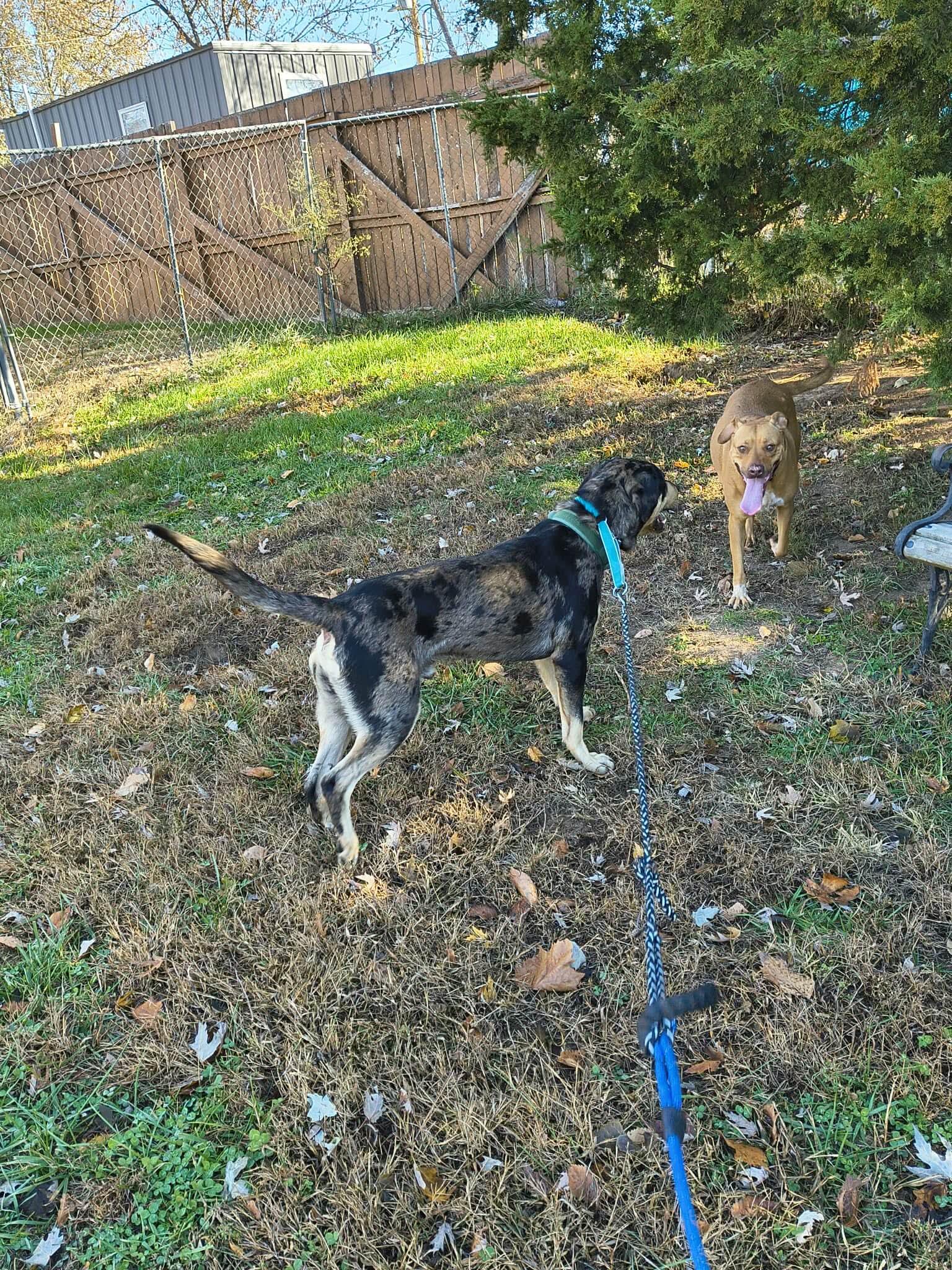 Enlarge Ranger, a Adopted Catahoula Leopard Dog in Stover, MO image 2/3