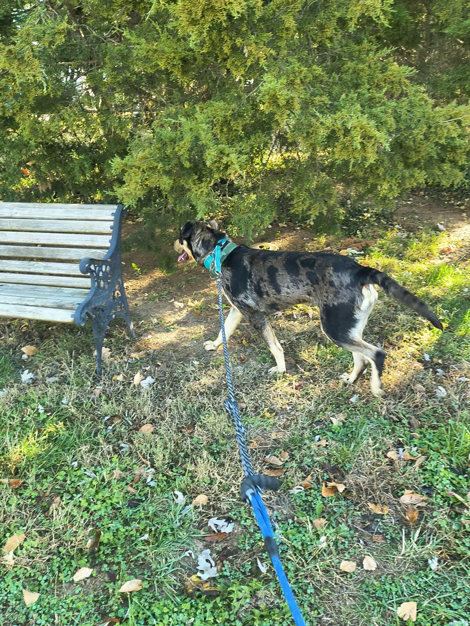 Enlarge Ranger, a Adopted Catahoula Leopard Dog in Stover, MO image 3/3