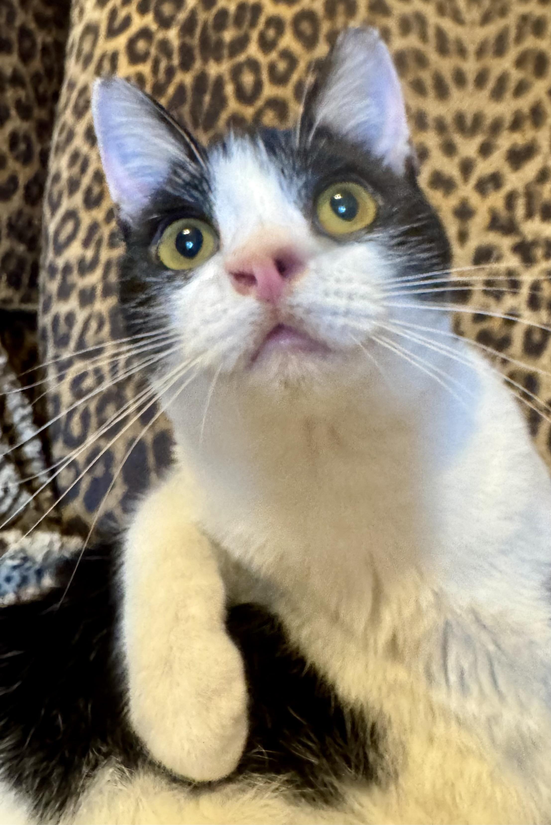 Enlarge Coco, an adopted Domestic Short Hair in Manhattan Beach, CA image 3/3