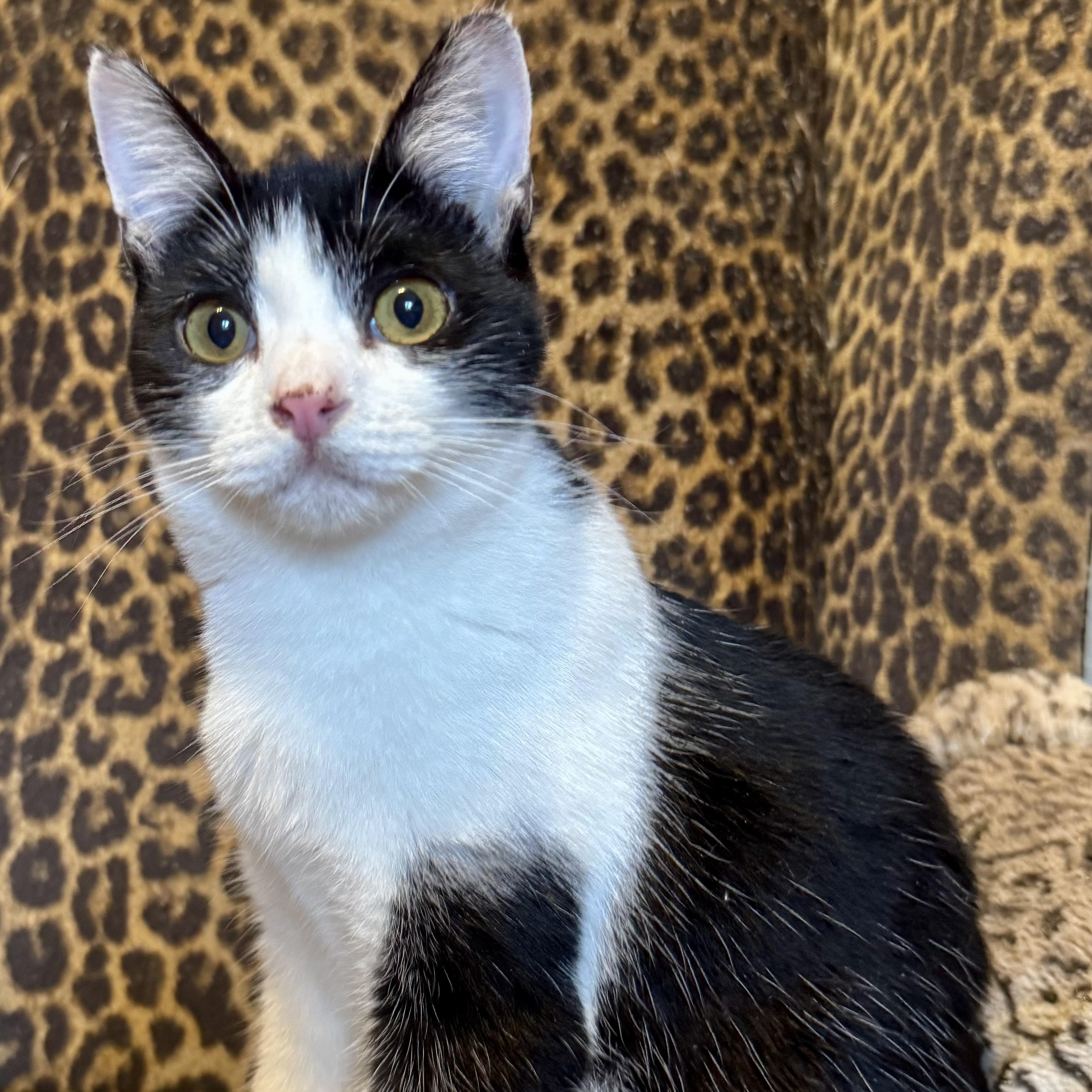 Enlarge Coco, an adopted Domestic Short Hair in Manhattan Beach, CA image 1/3