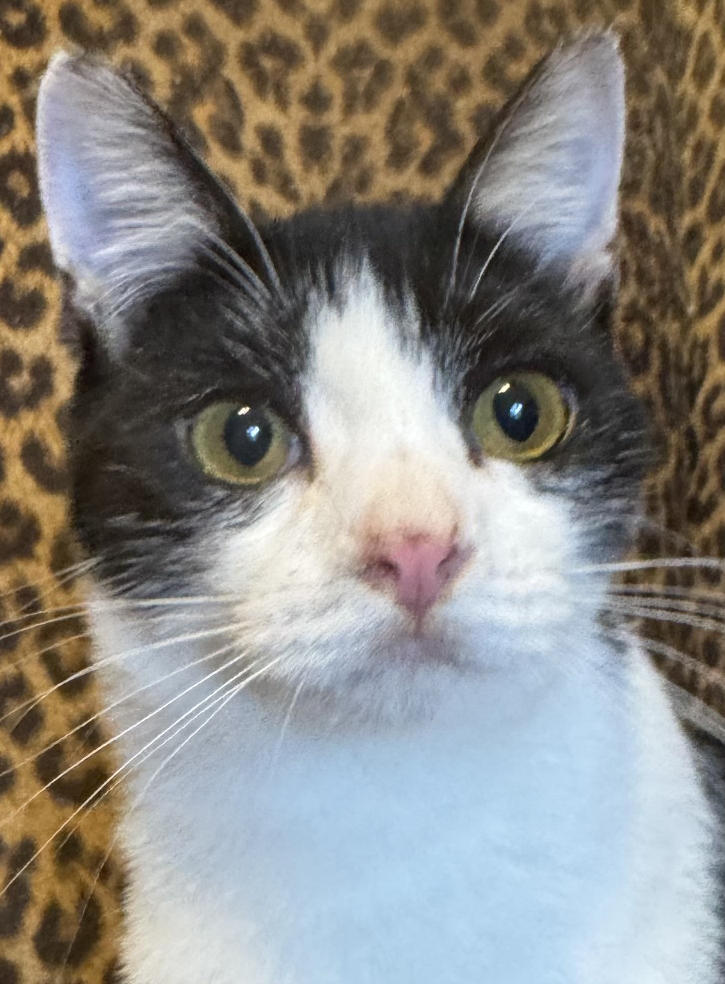 Enlarge Coco, an adopted Domestic Short Hair in Manhattan Beach, CA image 2/3