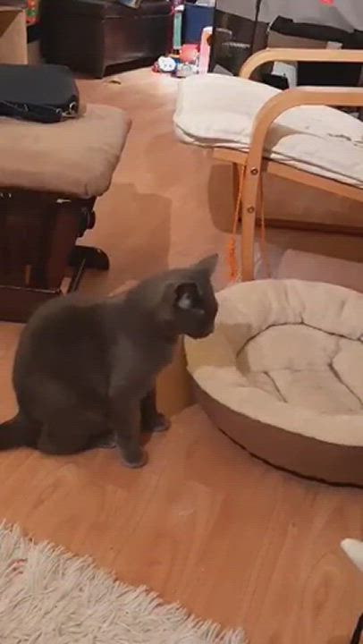 Enlarge Les soeurs Charlotte et Charlita, a Adopted Domestic Short Hair in Candiac, QC video 6/11