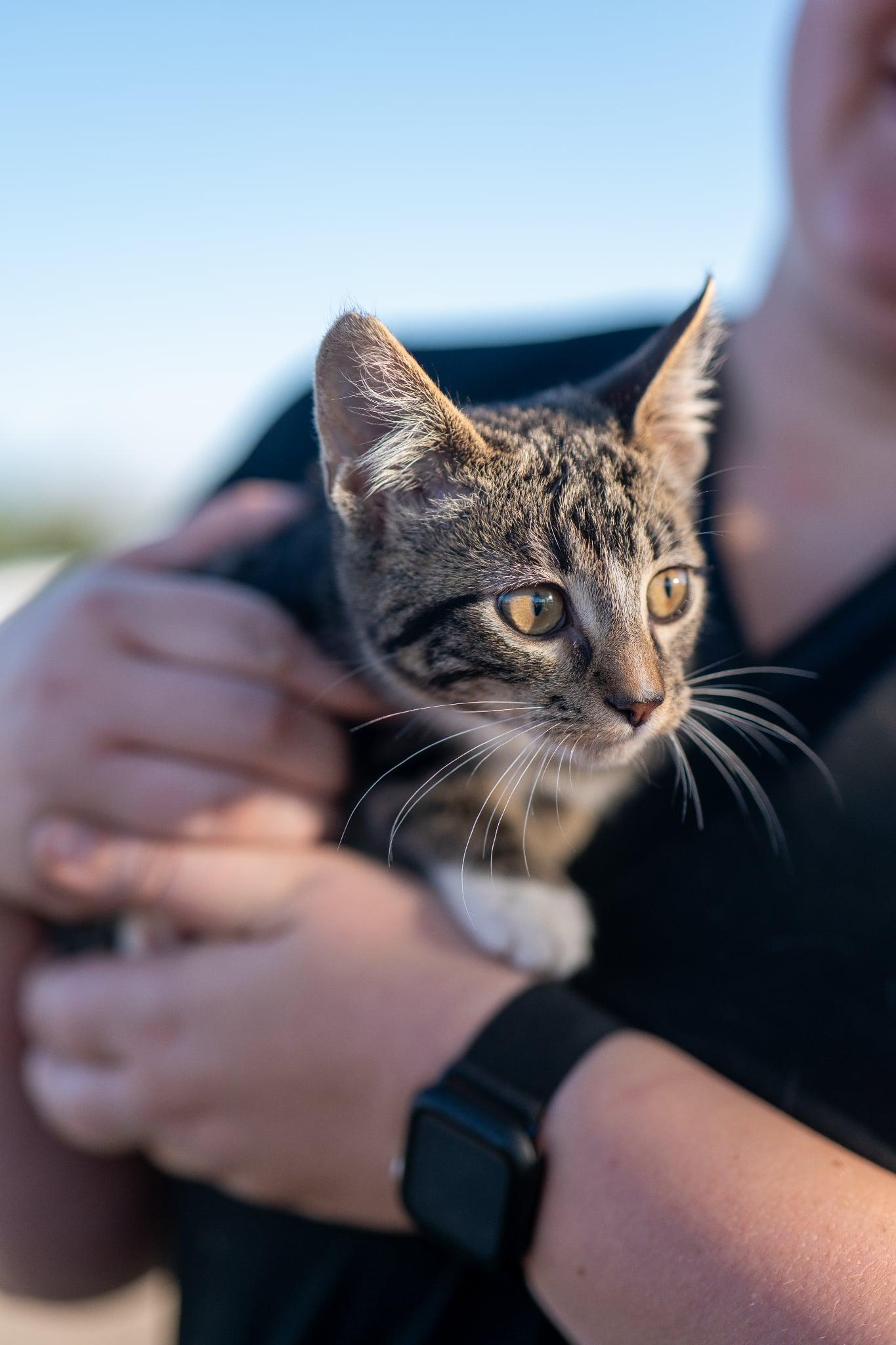 Enlarge Greg, a Adoptable Domestic Short Hair in Valley City, ND image 3/5
