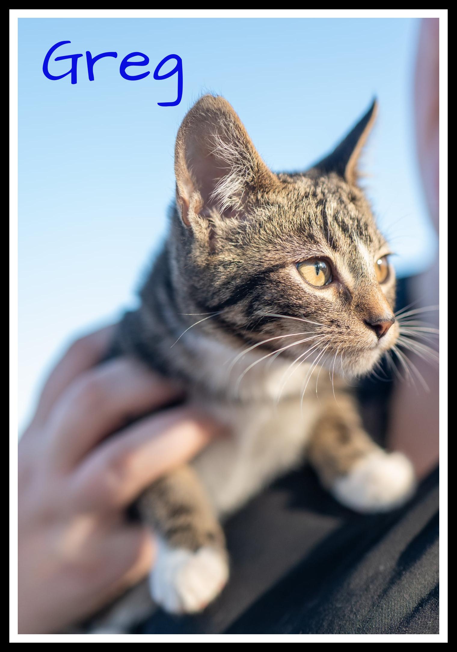 Greg, Adoptable, Young Male Domestic Short Hair.