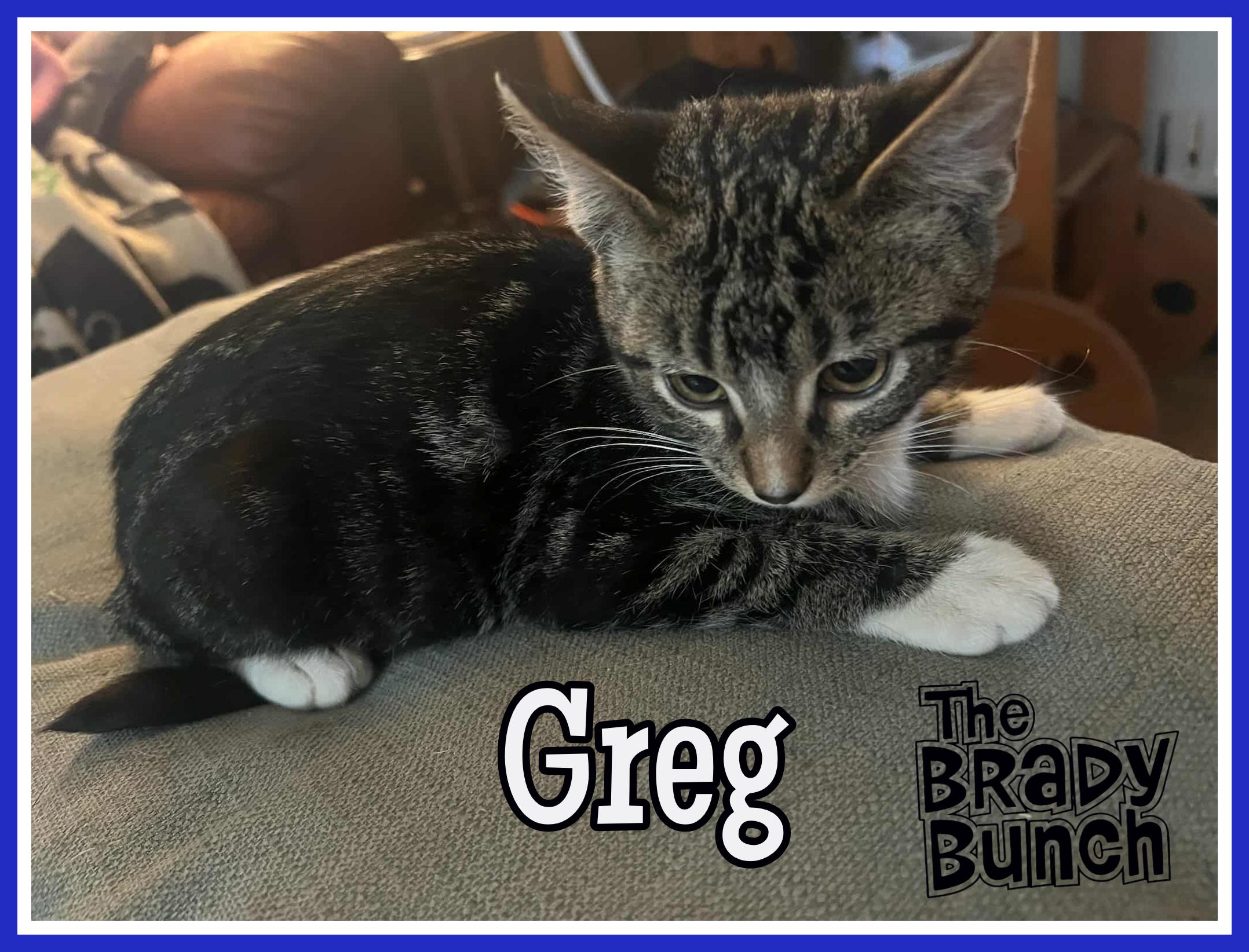 Enlarge Greg, a Adoptable Domestic Short Hair in Valley City, ND image 4/5