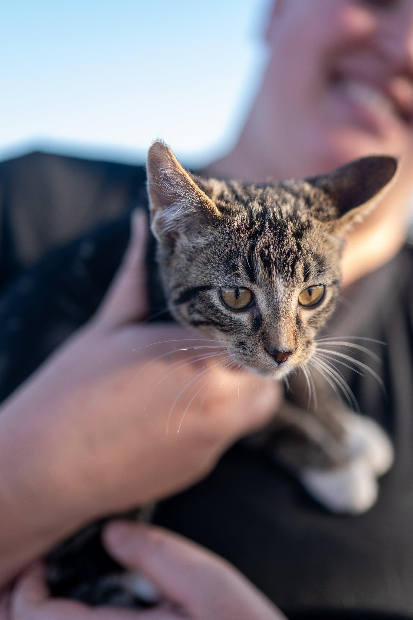Enlarge Greg, a Adoptable Domestic Short Hair in Valley City, ND image 5/5