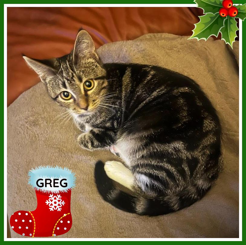 Enlarge Greg, a Adoptable Domestic Short Hair in Valley City, ND image 2/5