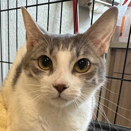 Leaf, Adoptable, Young Female Domestic Short Hair & Domestic Short Hair.