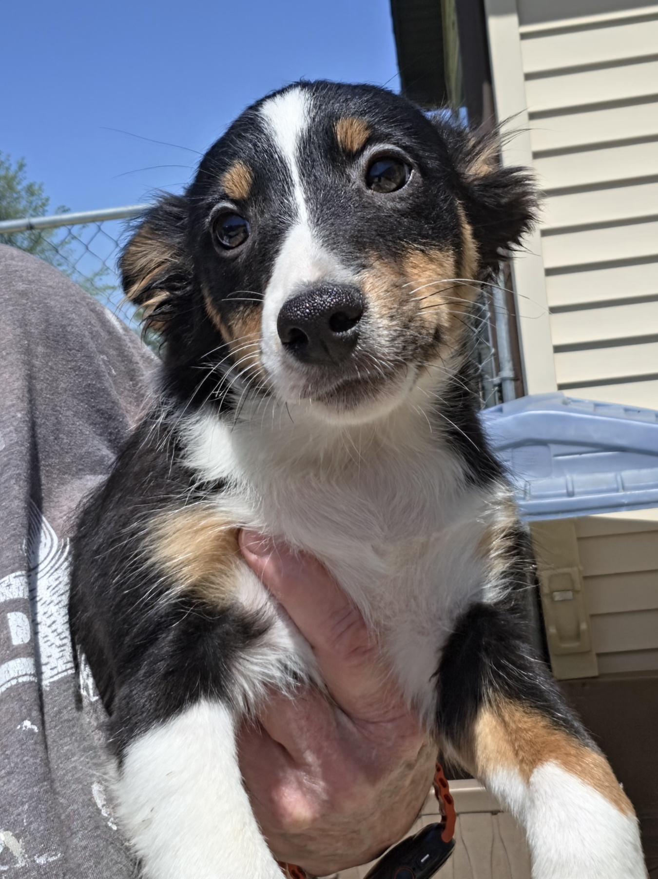 Enlarge Betty Boop, a ADOPTABLE Shetland Sheepdog / Sheltie in Terre Haute, IN image 4/6