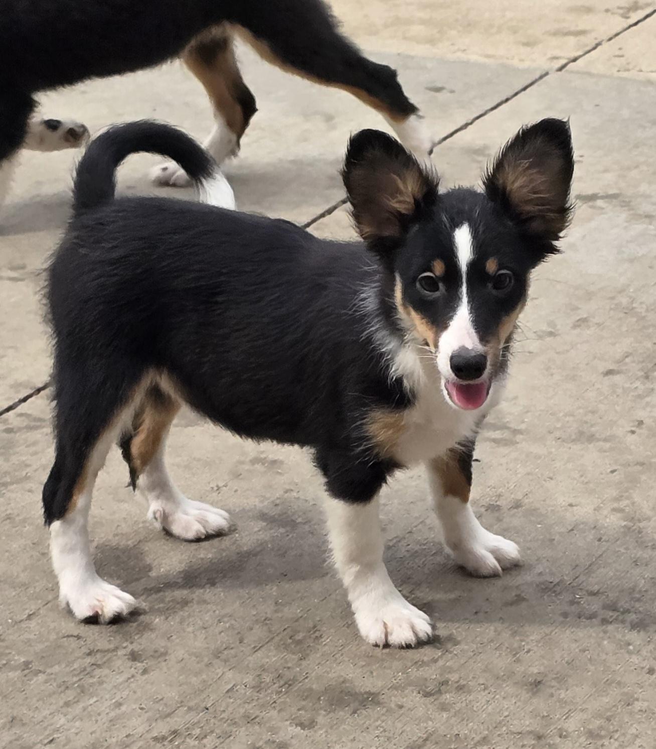 Enlarge Betty Boop, a ADOPTABLE Shetland Sheepdog / Sheltie in Terre Haute, IN image 3/6