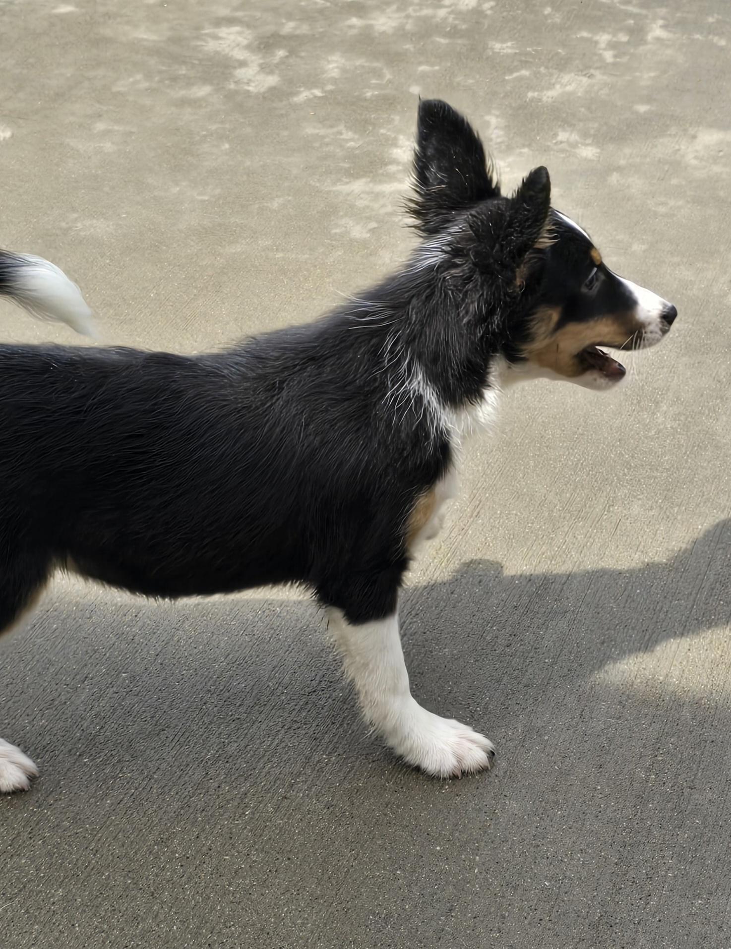 Enlarge Betty Boop, a ADOPTABLE Shetland Sheepdog / Sheltie in Terre Haute, IN image 5/6