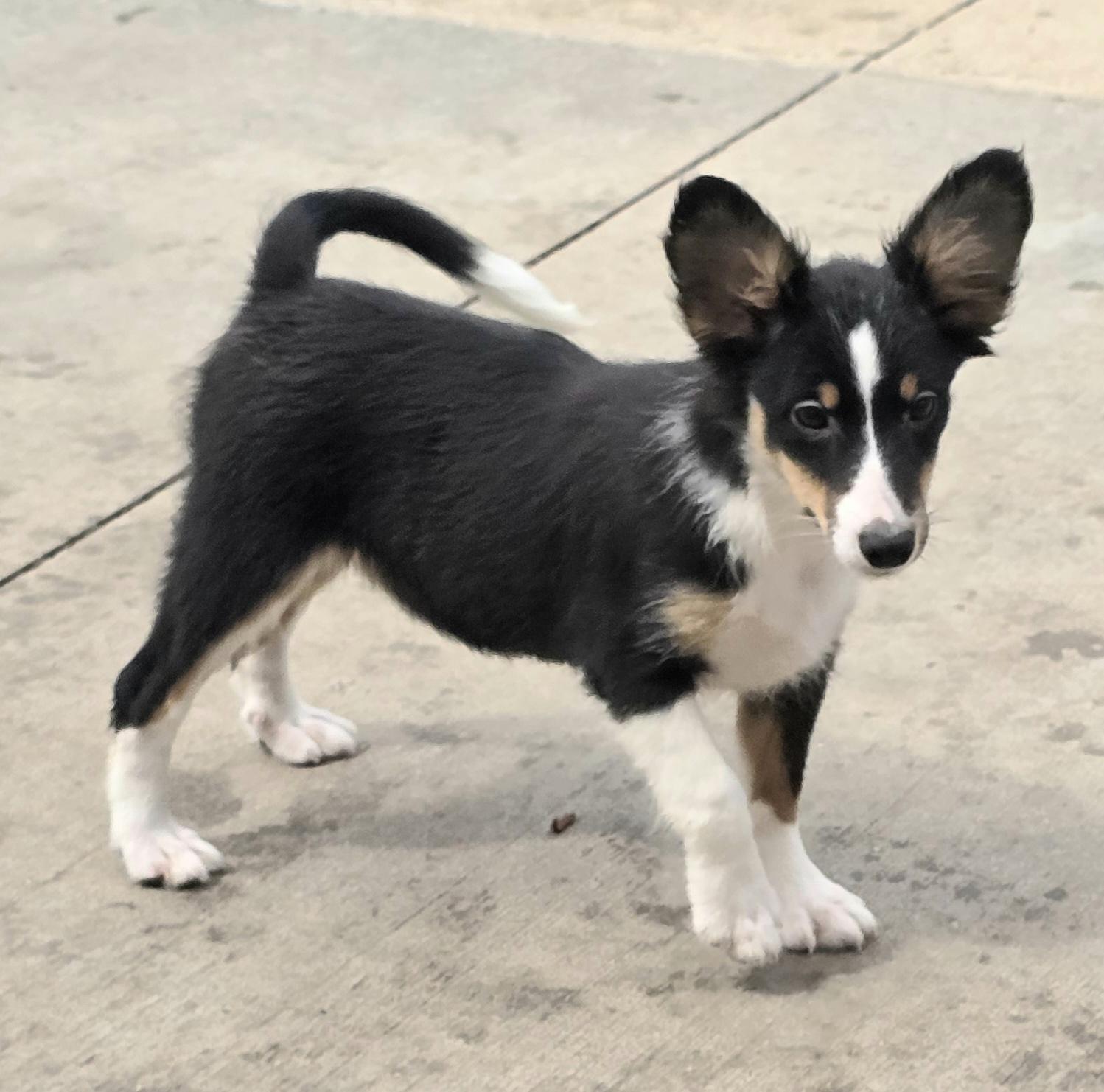 Enlarge Betty Boop, a ADOPTABLE Shetland Sheepdog / Sheltie in Terre Haute, IN image 2/6