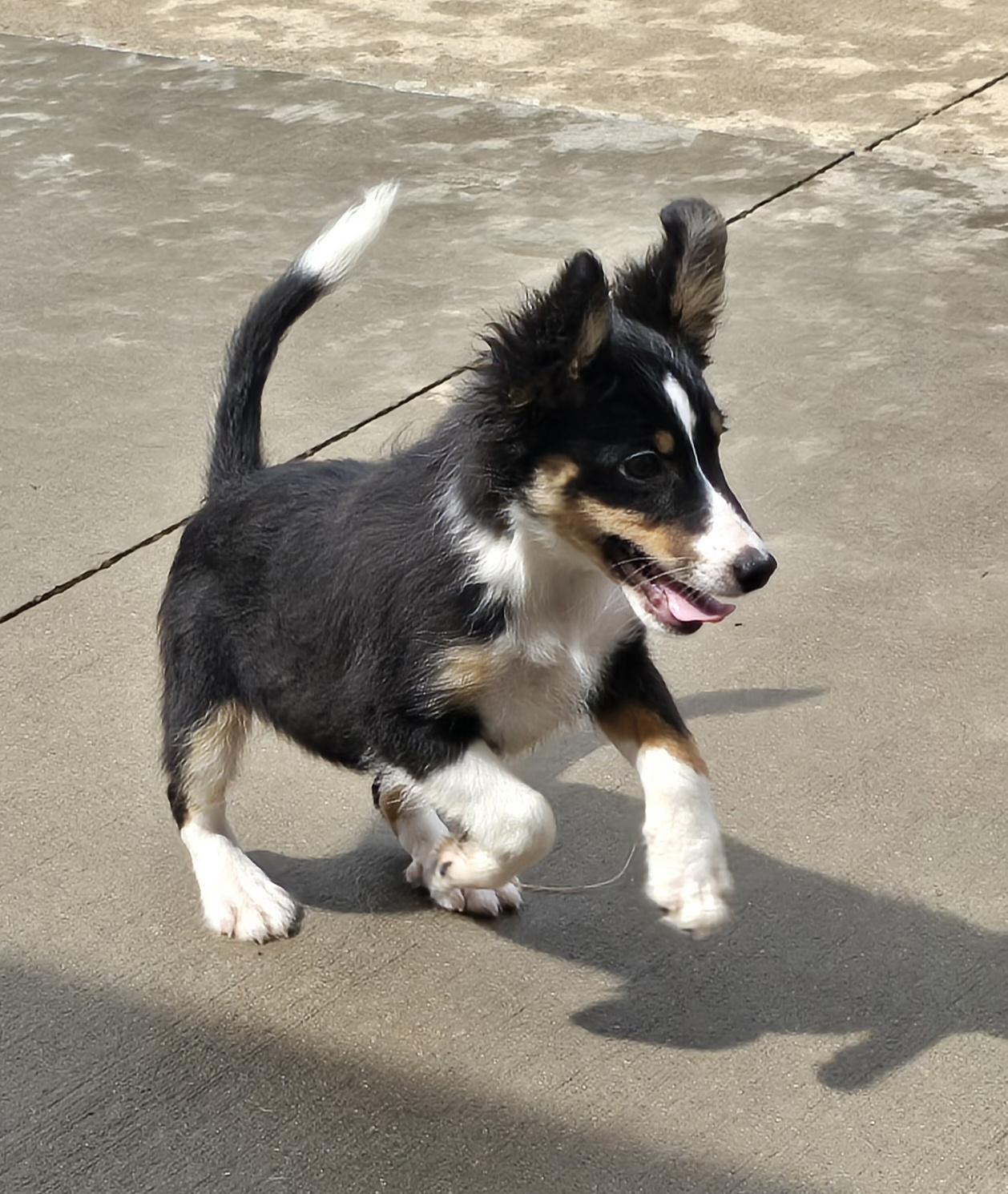 Enlarge Betty Boop, a ADOPTABLE Shetland Sheepdog / Sheltie in Terre Haute, IN image 1/6
