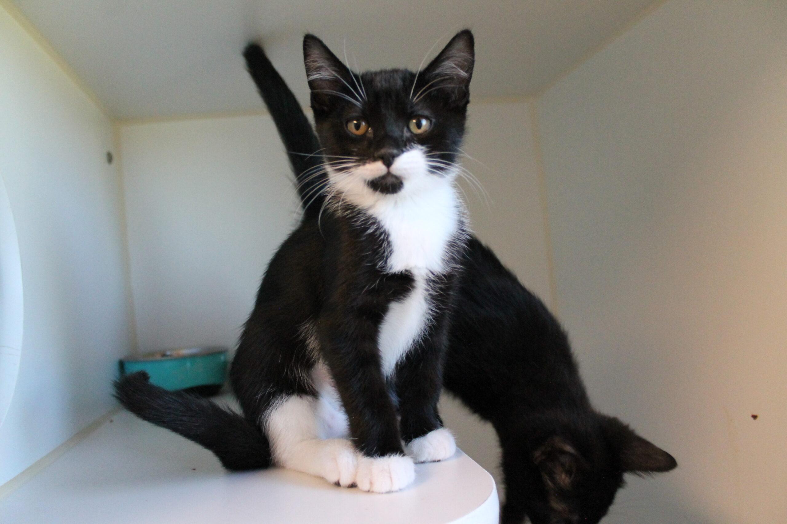 Meteor, adopted, Kitten Female Domestic Short Hair.