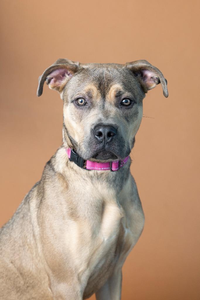 Enlarge Doc Marten, a Adoptable Mixed Breed in Dearborn, MI image 1/4