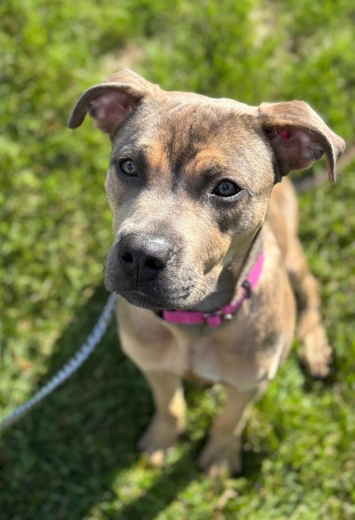 Enlarge Doc Marten, a Adoptable Mixed Breed in Dearborn, MI image 2/4