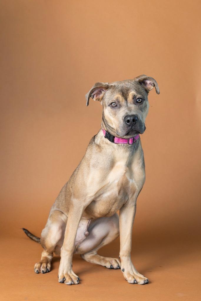 Enlarge Doc Marten, a Adoptable Mixed Breed in Dearborn, MI image 3/4