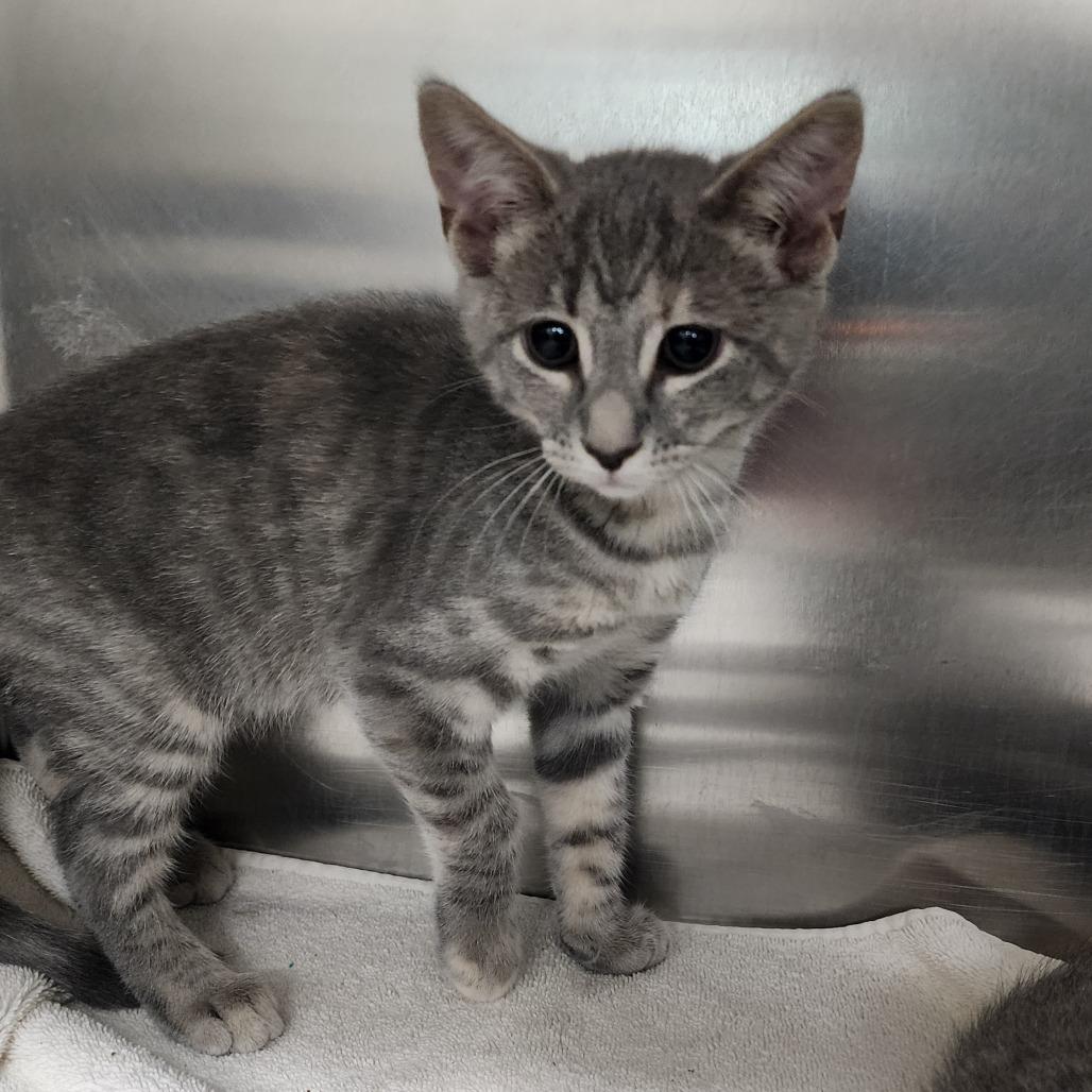 Enlarge Pop Chip, a Adoptable Domestic Short Hair in Bedford, NH image 1/1