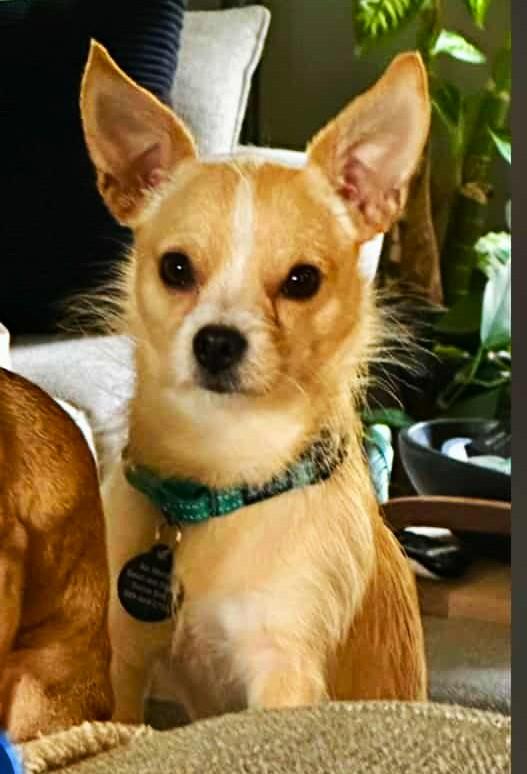 PUTTER, Adoptable, Puppy Male Chihuahua & Terrier.