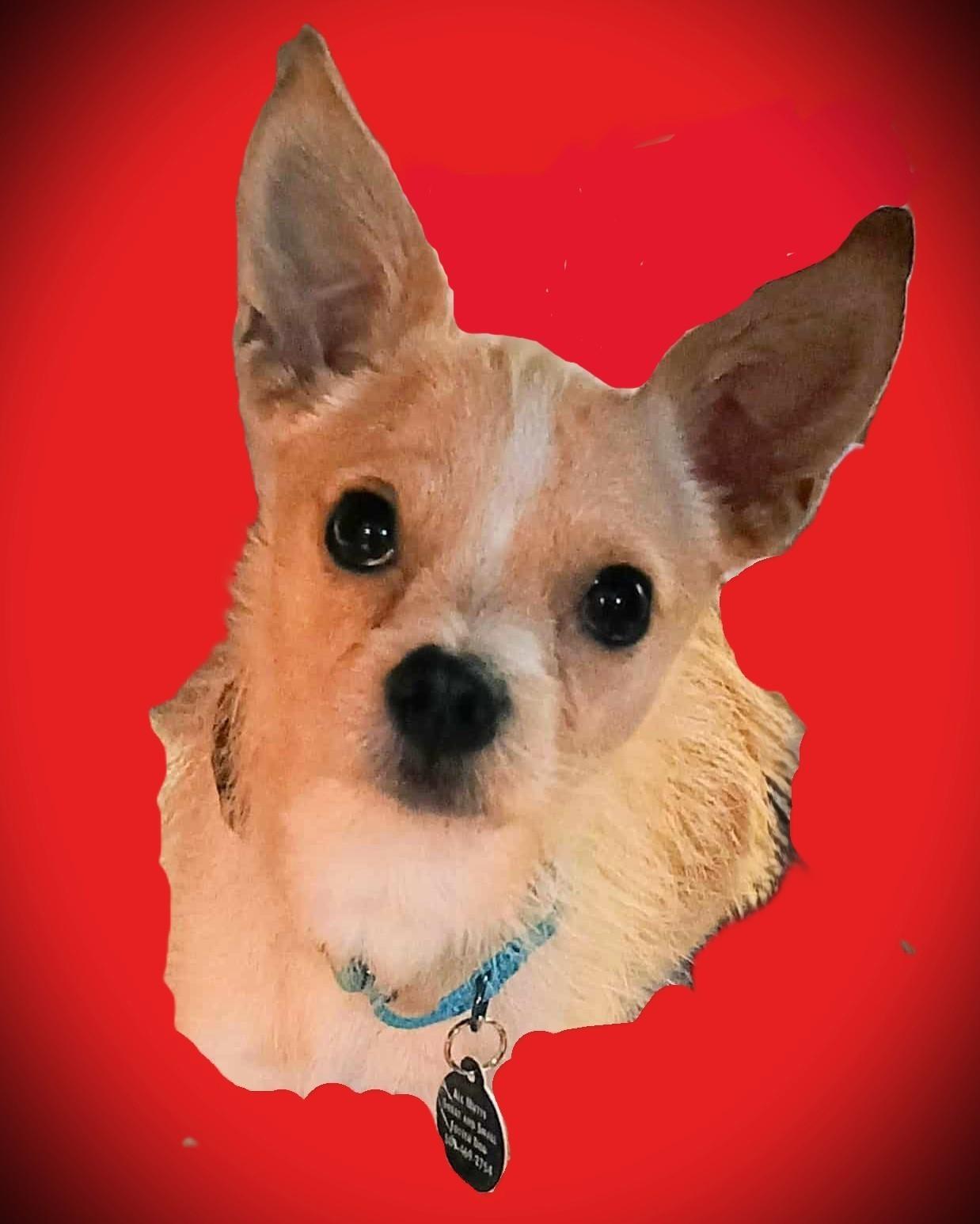 PUTTER, Adoptable, Puppy Male Chihuahua & Terrier.
