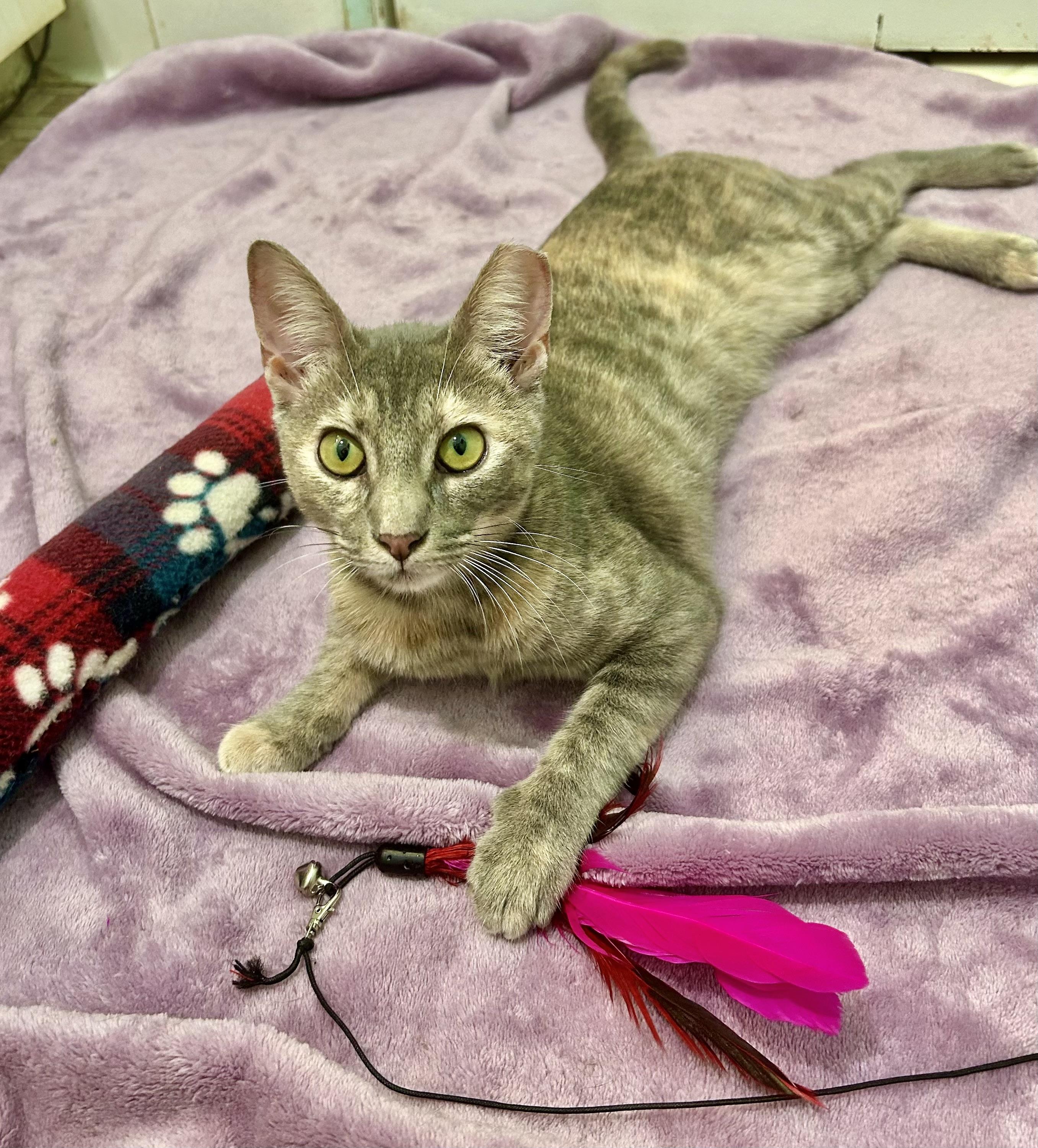 Enlarge C.C. (SO Affectionate) Watch Video, a Adoptable Domestic Short Hair in Daytona Beach, FL image 2/6