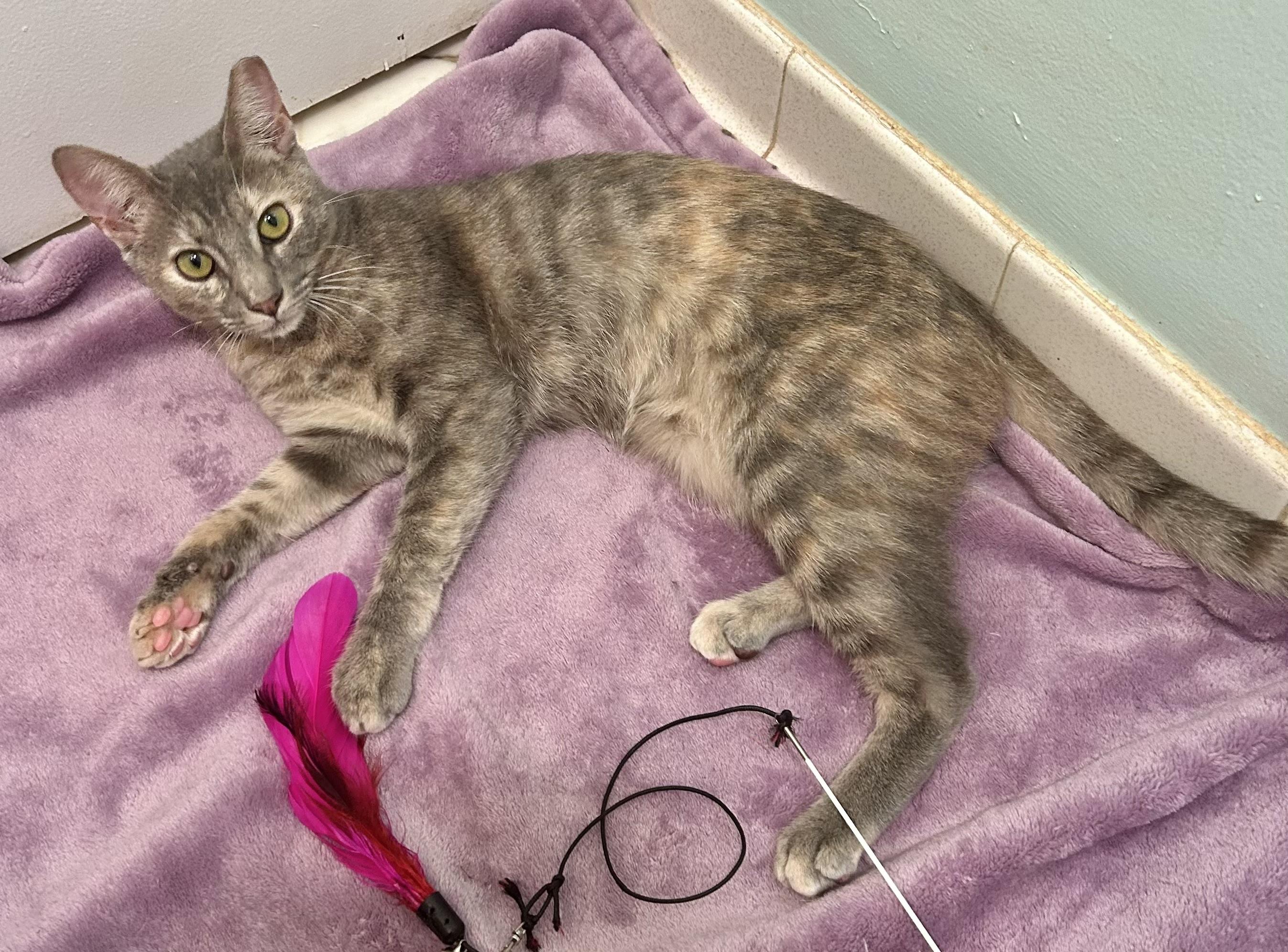 Enlarge C.C. (SO Affectionate) Watch Video, a Adoptable Domestic Short Hair in Daytona Beach, FL image 5/6