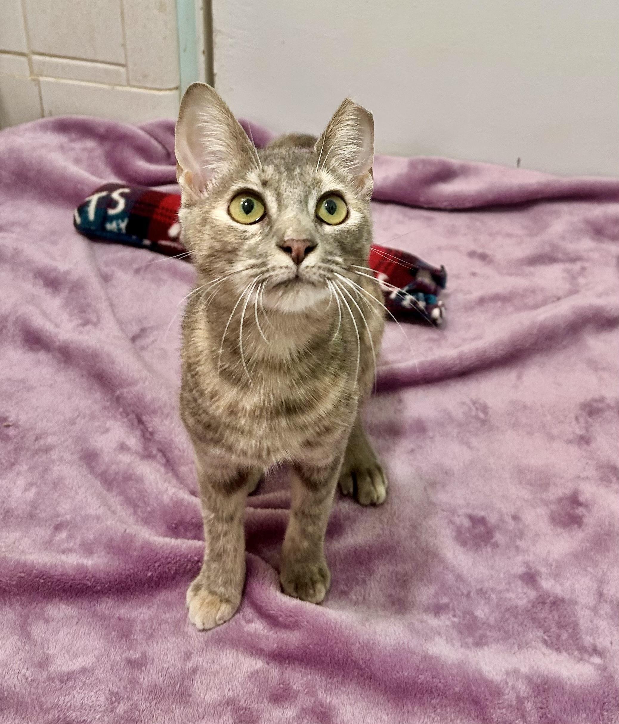 Enlarge C.C. (SO Affectionate) Watch Video, a Adoptable Domestic Short Hair in Daytona Beach, FL image 3/6