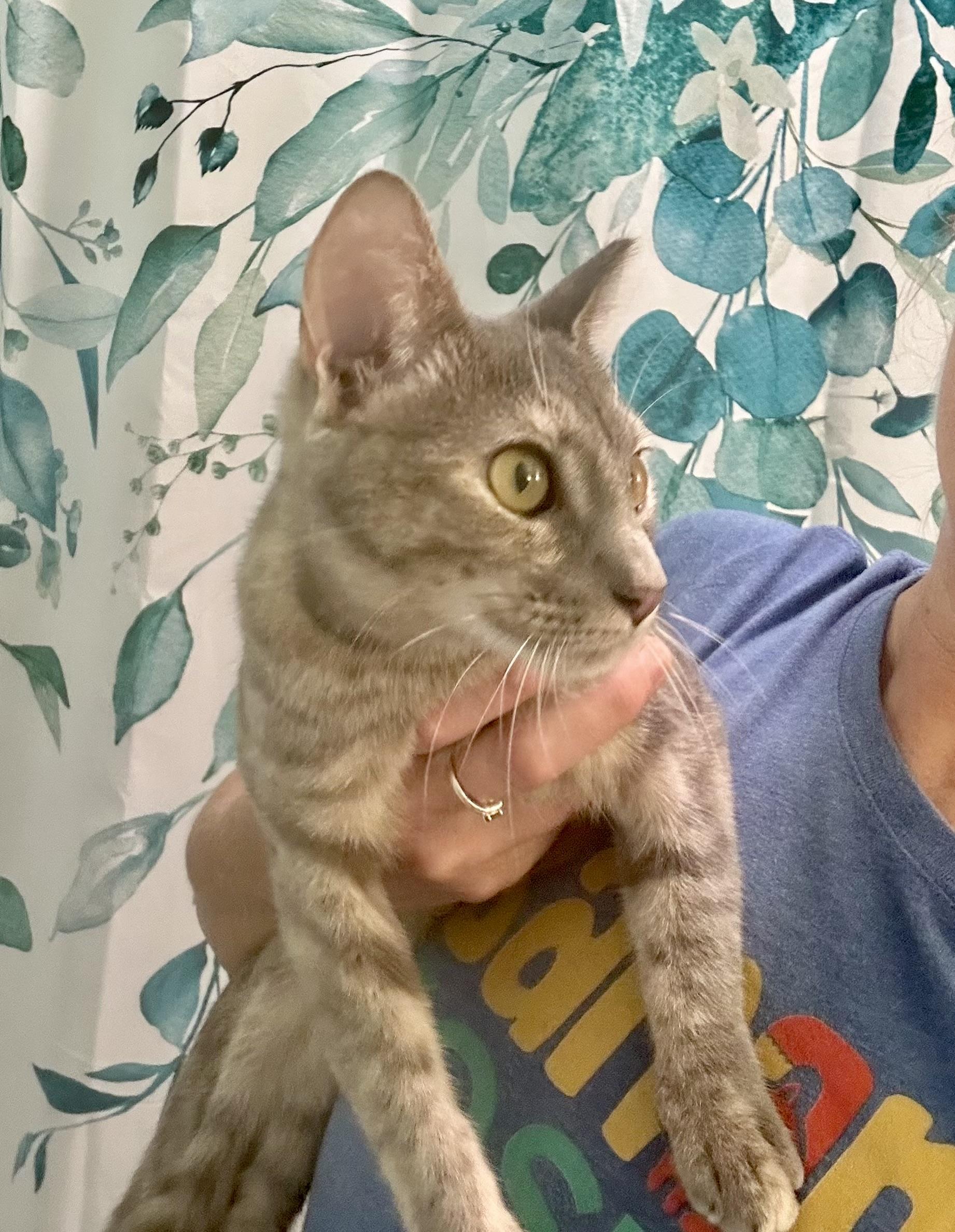 Enlarge C.C. (SO Affectionate) Watch Video, a Adoptable Domestic Short Hair in Daytona Beach, FL image 4/6