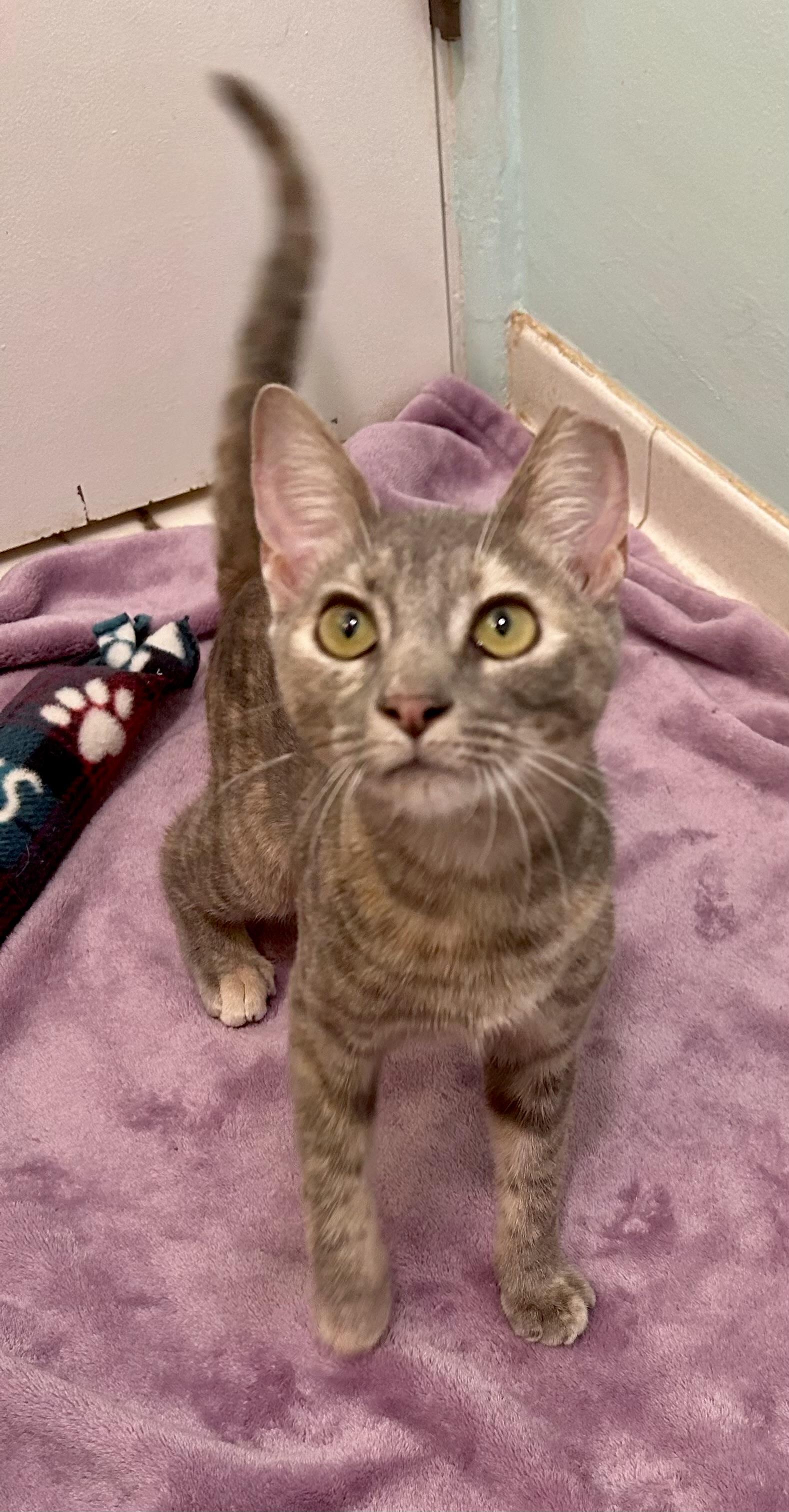 Enlarge C.C. (SO Affectionate) Watch Video, a Adoptable Domestic Short Hair in Daytona Beach, FL image 1/6