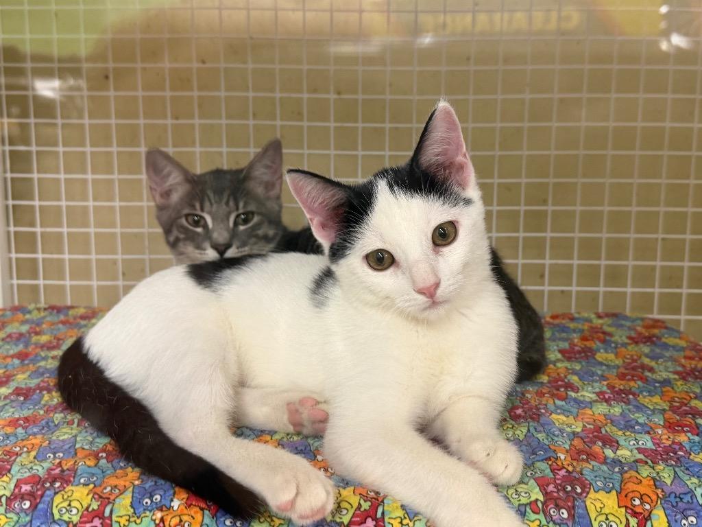 Possum, Adoptable, Kitten Male Domestic Short Hair.
