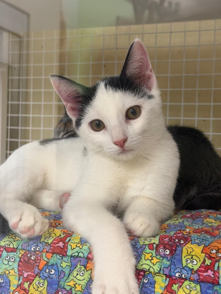 Enlarge Possum, a Adoptable mixed breed in Fort Oglethorpe, GA image 2/2