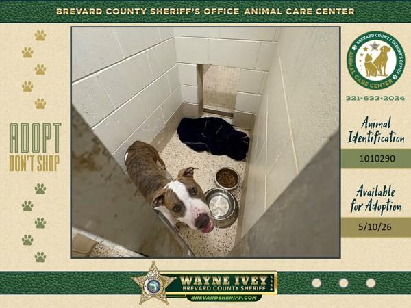 Enlarge Guava, a Adoptable mixed breed in Melbourne, FL image 1/1