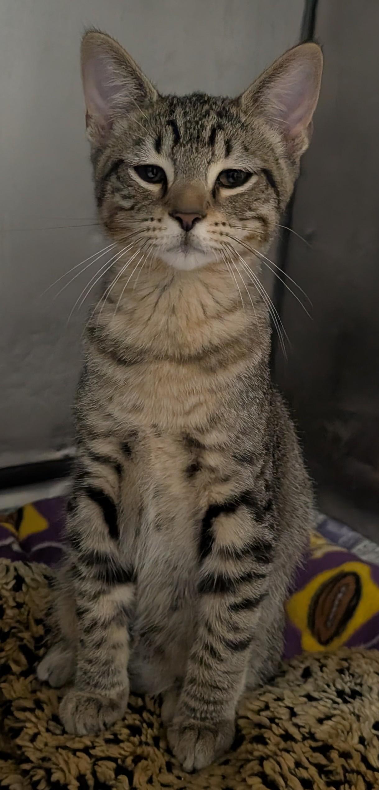 Jack, Adoptable, Young Male Domestic Short Hair.