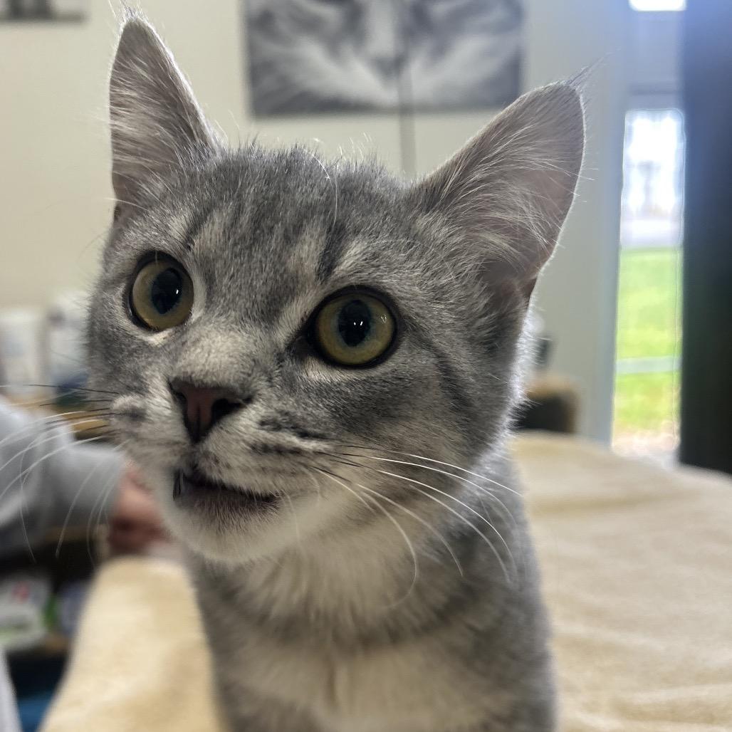 Geddy, Adoptable, Kitten Female Domestic Short Hair.